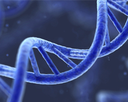 Людська ДНК містить порядку 80000 генів.