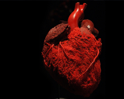 Розмір серця людини приблизно дорівнює величині його кулака.
Вага серця дорослої людини становить 220-260 г.
36800000 - кількість серцебиття у людини за один рік