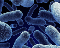 Загальна вага бактерій, що живуть в організмі людини, складає 2 кілограми.